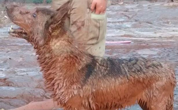 Cadela que ajudou nos resgates em Brumadinho morre aos 12 anos