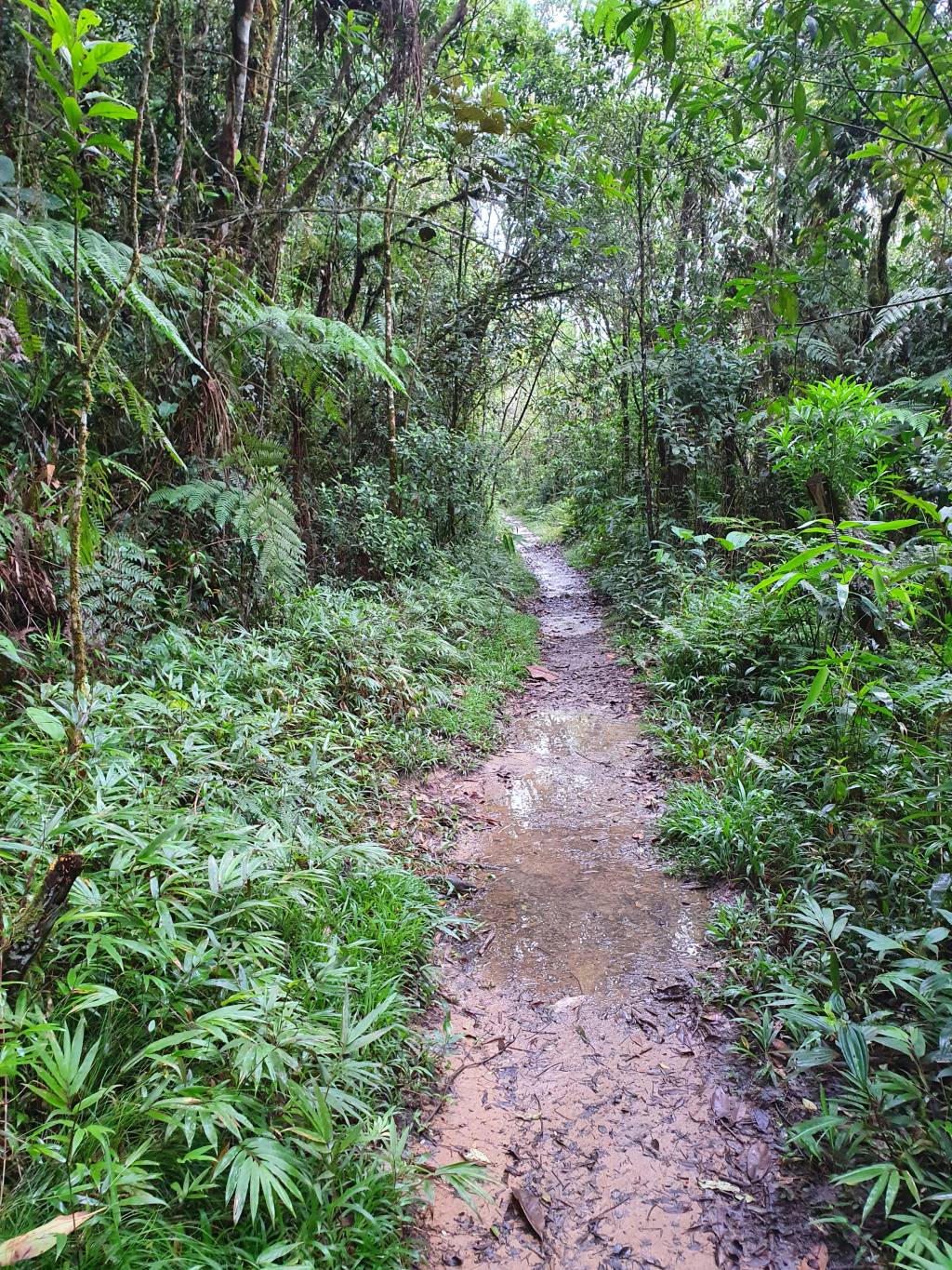 cachoeira do sagui Imagem mostra parte da trilha de 1,1 km que leva até a Cachoeira, rodeada de mata