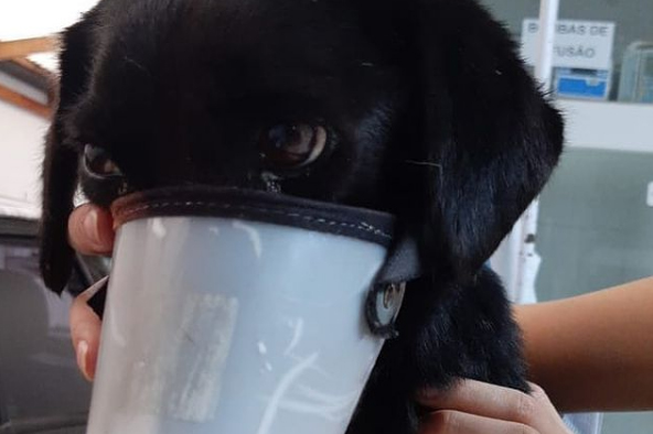 Rojão é amarrado em cadela e animal perde parte da boca