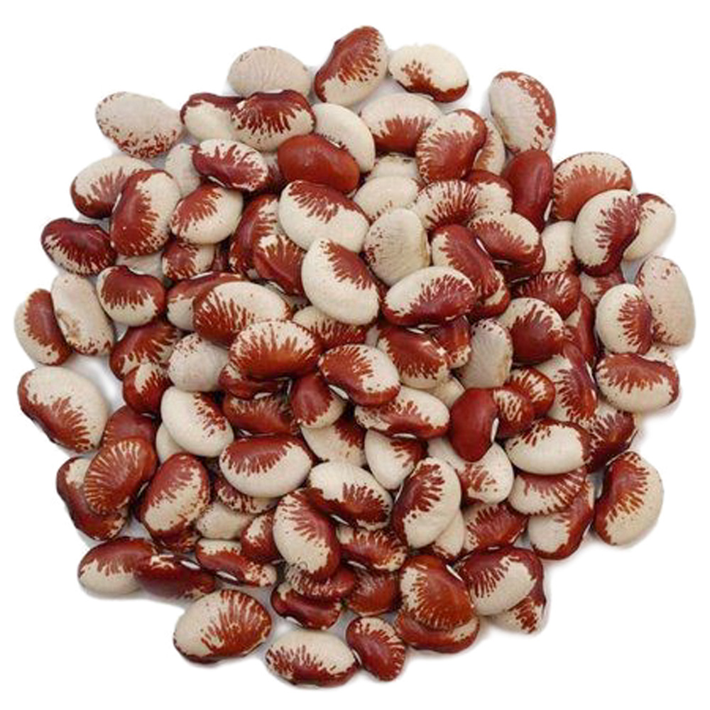 fava vermelha.jpg Fava em um fundo branco