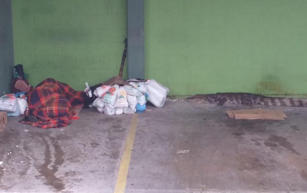 Jacaré se aproxima de morador de rua no litoral de São Paulo