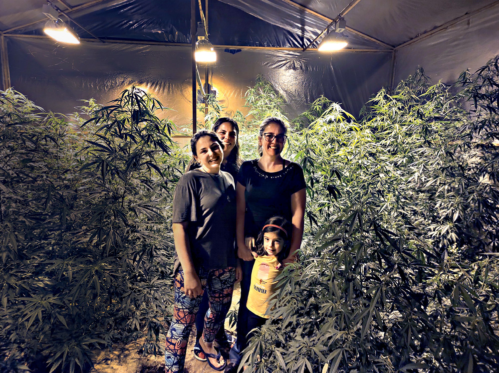 Uso de cannabis para fins médicos dispara na quarentena