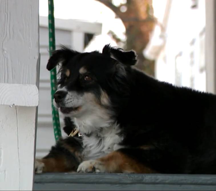 Cachorrinha ganha herança milionária nos Estados Unidos