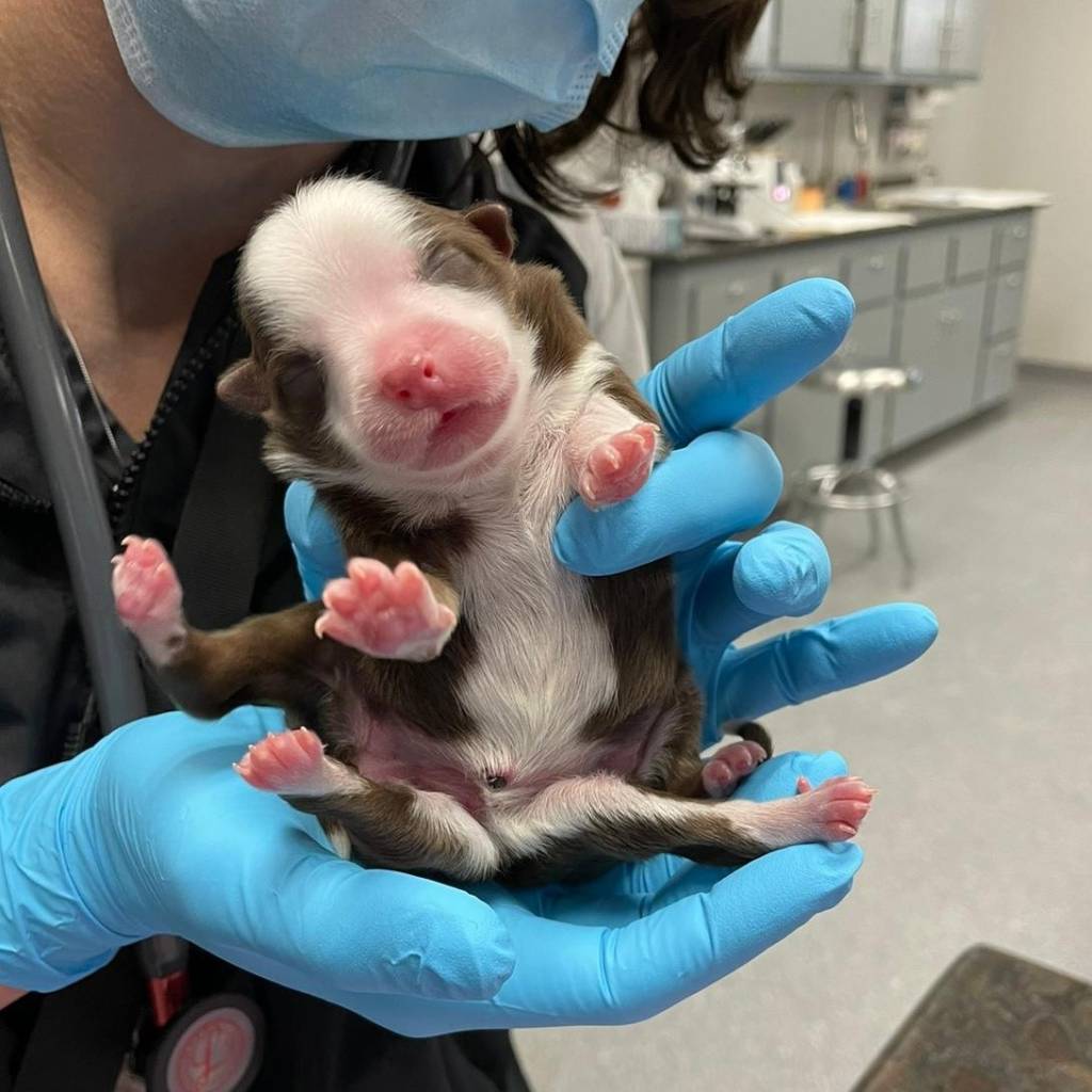 Um milagre chamado Skipper: cachorrinha nasce com seis patas e dois rabos
