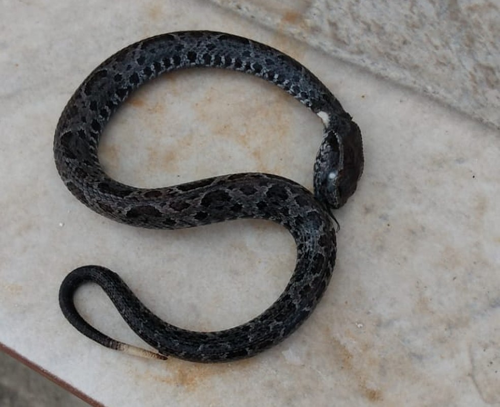 Idosa sofre dois AVCs após ser picada por cobra no litoral de SP