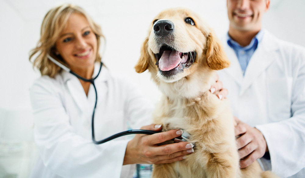 A importância do check-up na prevenção de doenças de cães e gatos