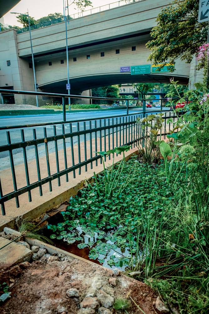 Mistérios da cidade: os peixinhos da 23 de Maio