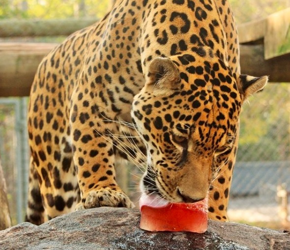 Aeroporto e ONG de resgate animal travam embate por terreno em Jundiaí
