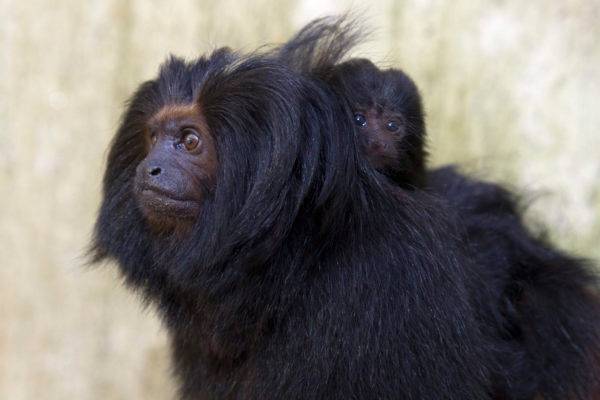 Zoológico de SP faz enquete para escolha de nome de filhotes de mico-leão