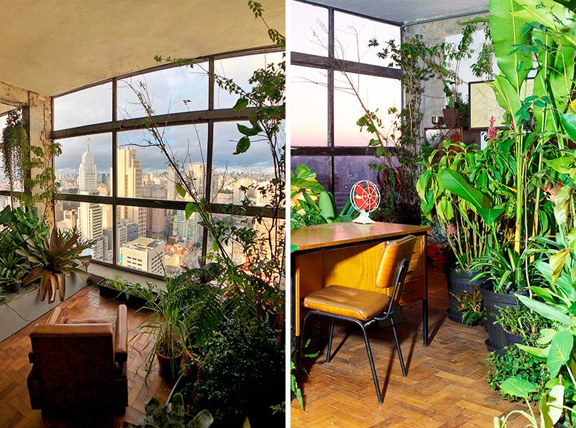 Plantas da Mata Atlântica crescerão por 1 ano em sala de prédio da capital