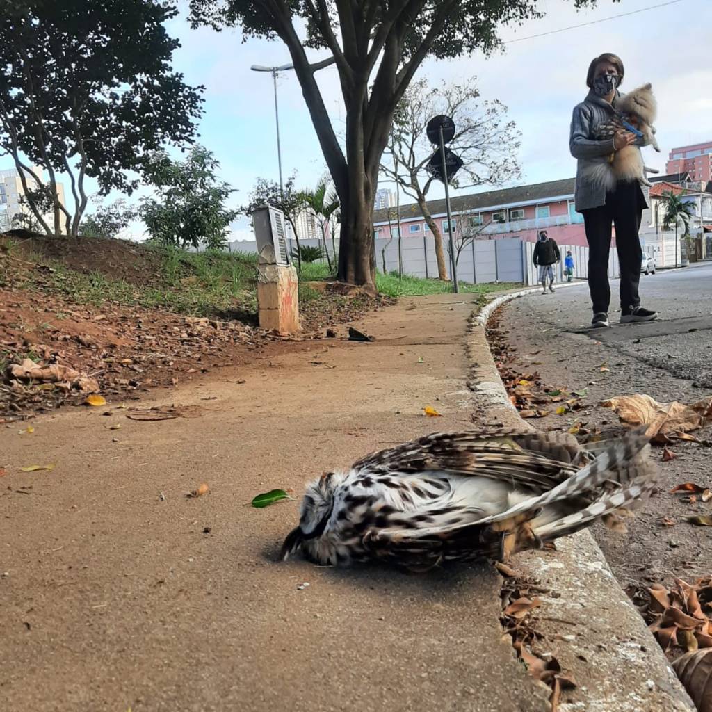 Moradores encontram pássaros mortos na calçada após metrô derrubar 145 árvores em bairro da Zona Leste
