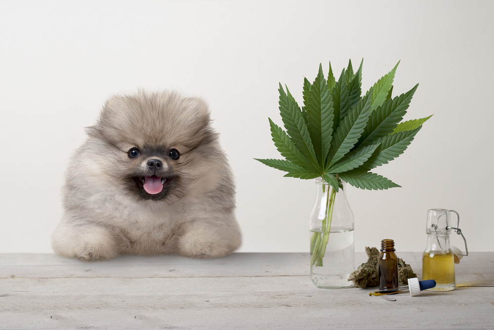 cachorrinho da pomerânia sorridente e folhas de maconha maconha sativa, botão de flor e óleo de CBD em frasco conta-gotas de vidro, mesa de madeira