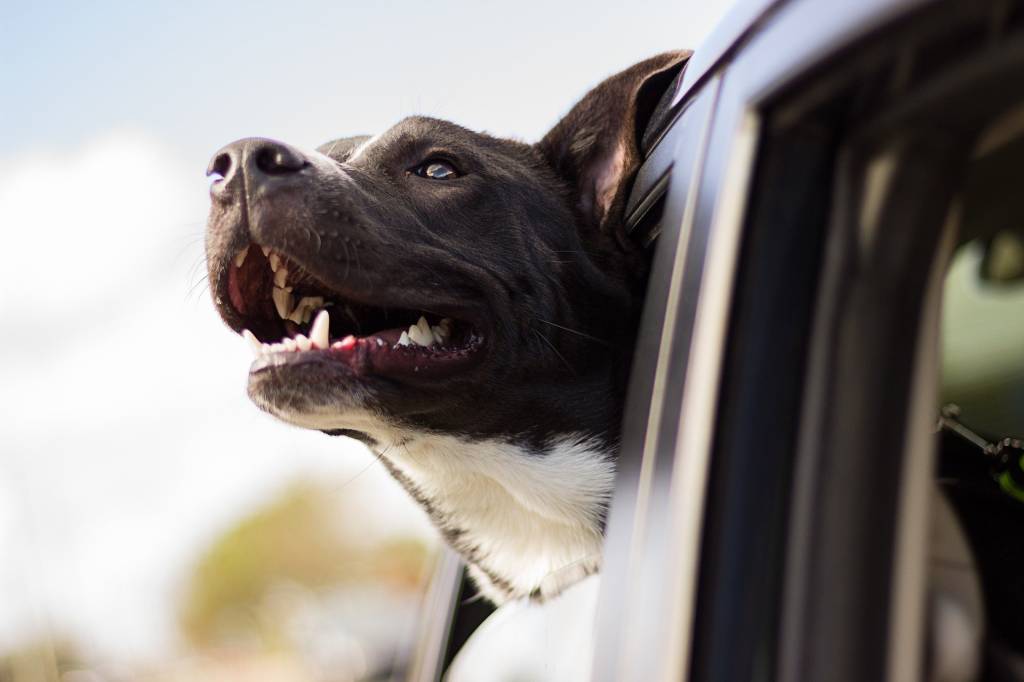 Como evitar multa de até 196 reais na hora de levar o cachorro no carro