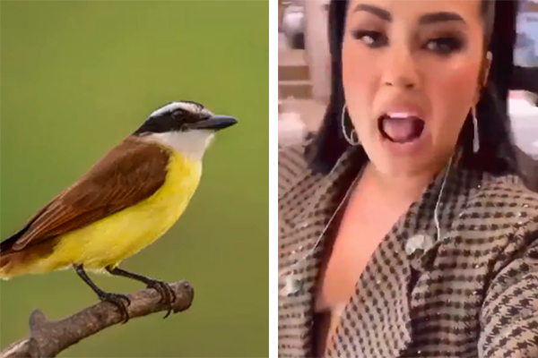 Montagem mostra, à esquerda, bem-te-vi em galho de árvore; à direita, Demi Lovato aparece com a boca aperta, usando paletó