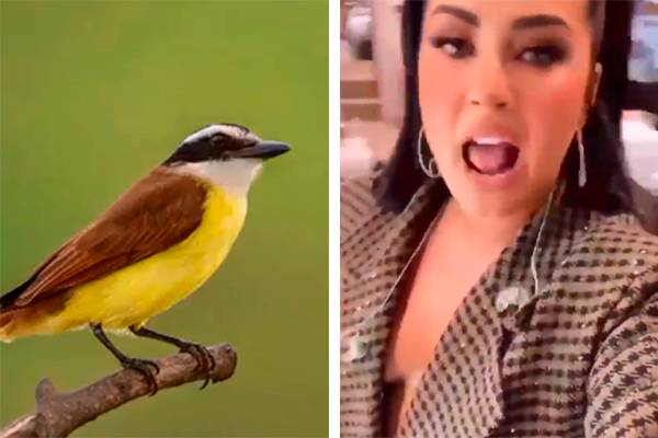 Canto do bem-te-vi invade vídeos aleatórios e vira meme nas redes sociais