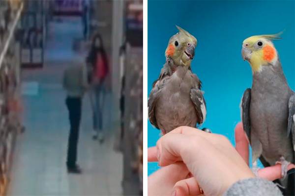 Casal rouba calopsitas e sai correndo de pet shop em Moema
