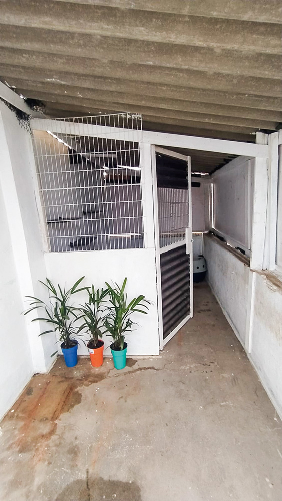entrada-gatil-dedetizadora-loremi-saga-gatos-sabesp-ongs foto da entrada do gatil da empresa Loremi, com uma porta aberta à direita e três plantas em pequenos vasos à frente de uma parede