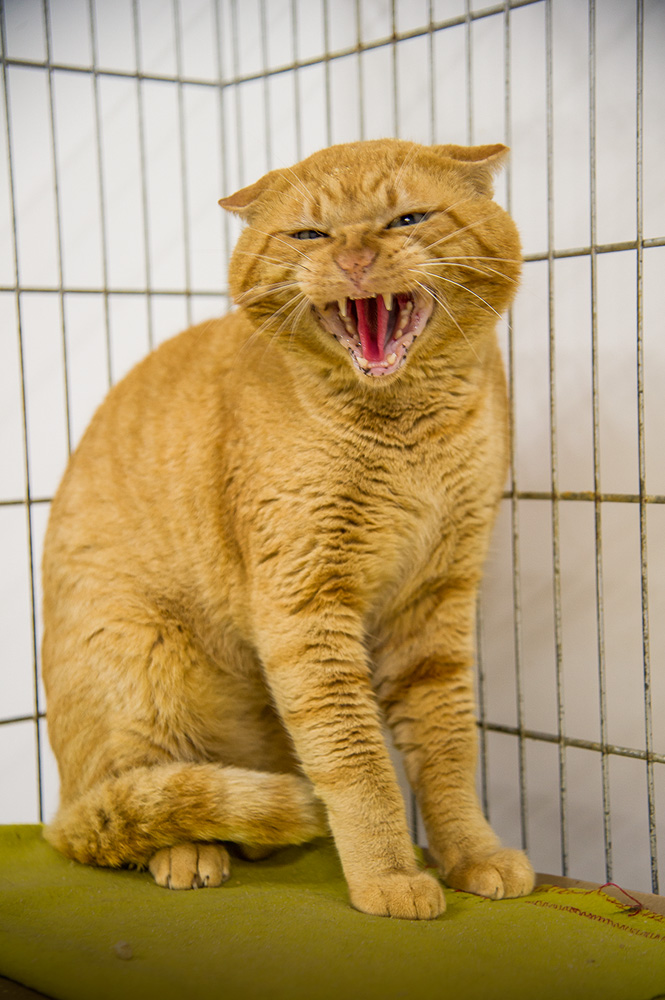 gatos-resgatados-abrigo-ong-confraria-dos-miados-indocil-latidos-saga-gatos-sabesp-ongs.jpg.jpg gato caramelo feroz sentado em gaiola 'assoprando' para a foto, para indicar que está bravo