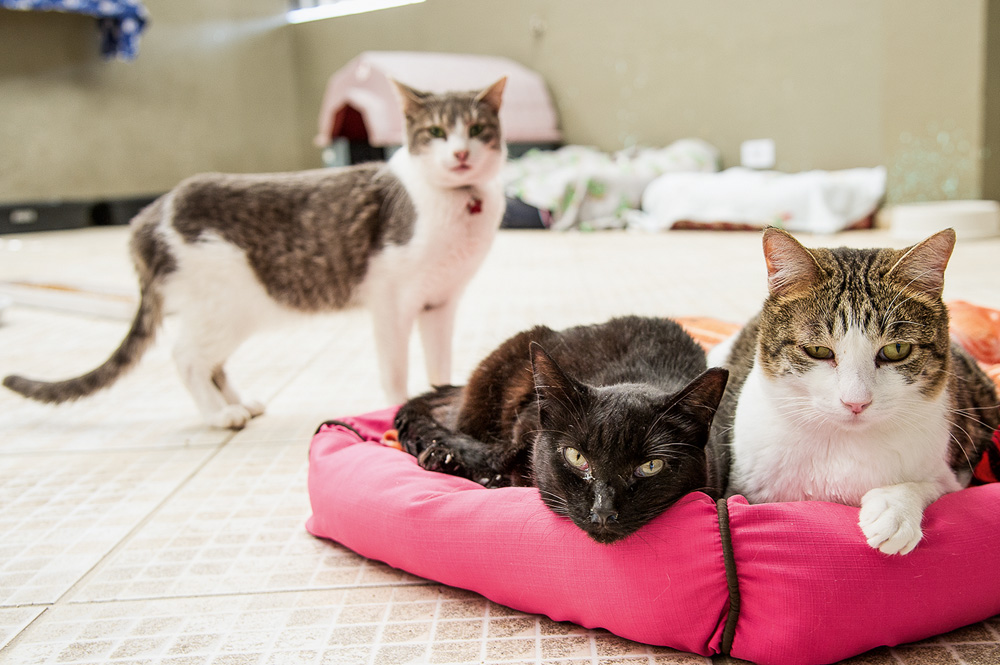 gatos-resgatados-abrigo-ong-confraria-dos-miados-latidos-cama-rosa-saga-gatos-sabesp-ongs.jpg.jpg gatos com cara de entediados olhando para a câmera. um deles está de pé e os outros dois estão deitados em uma cama rosa. dois são rajados e um dos sentados, preto