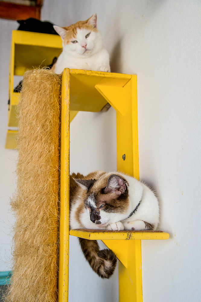 gatos-resgatados-abrigo-ong-confraria-dos-miados-latidos-plataforma-amarela-saga-gatos-sabesp-ongs.jpg.jpg dois gatos repousando em estrutura própria para felinos amarela presa à parede. cada um está em um nível. um deles é multicolor e o outro é laranja e branco