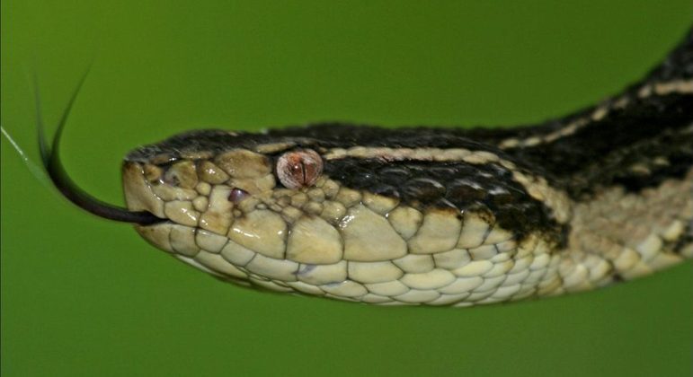 Imagem da cobra mostrando a língua