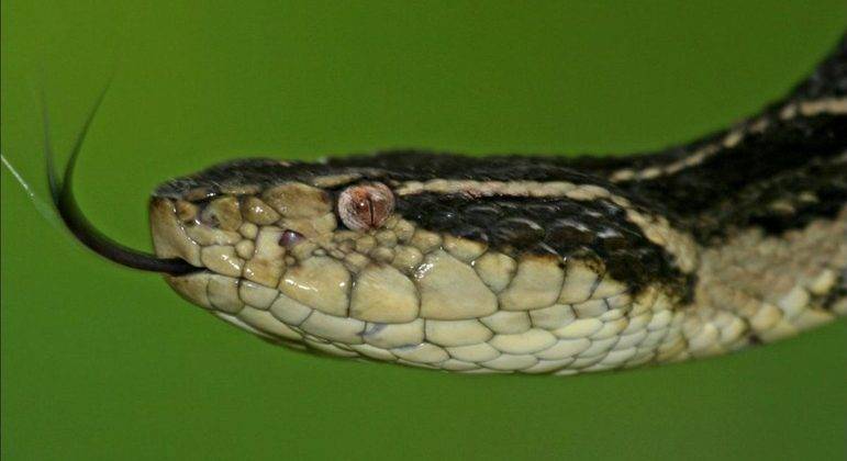 Veneno de cobra jararacuçu pode inibir avanço da Covid-19, diz Unesp
