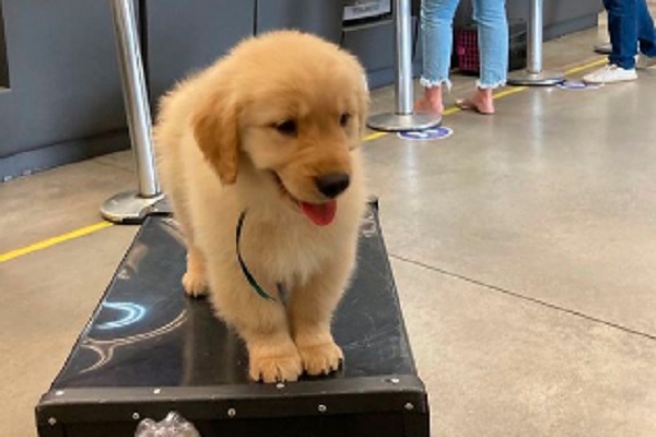 Imagem mostra cachorro filhote em cima de caixa transportadora em aeroporto