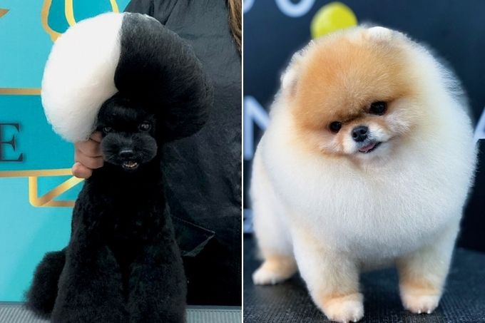 imagem dividida em duas: à esquerda, cachorro preto em cima da mesa de frente para a câmera com pelo em formato de cabelo black power metade preto metade branco; à direita, um lulu da pomerânia sobre uma mesa com o pelo todo fofinho, no estilo de uma nuvem