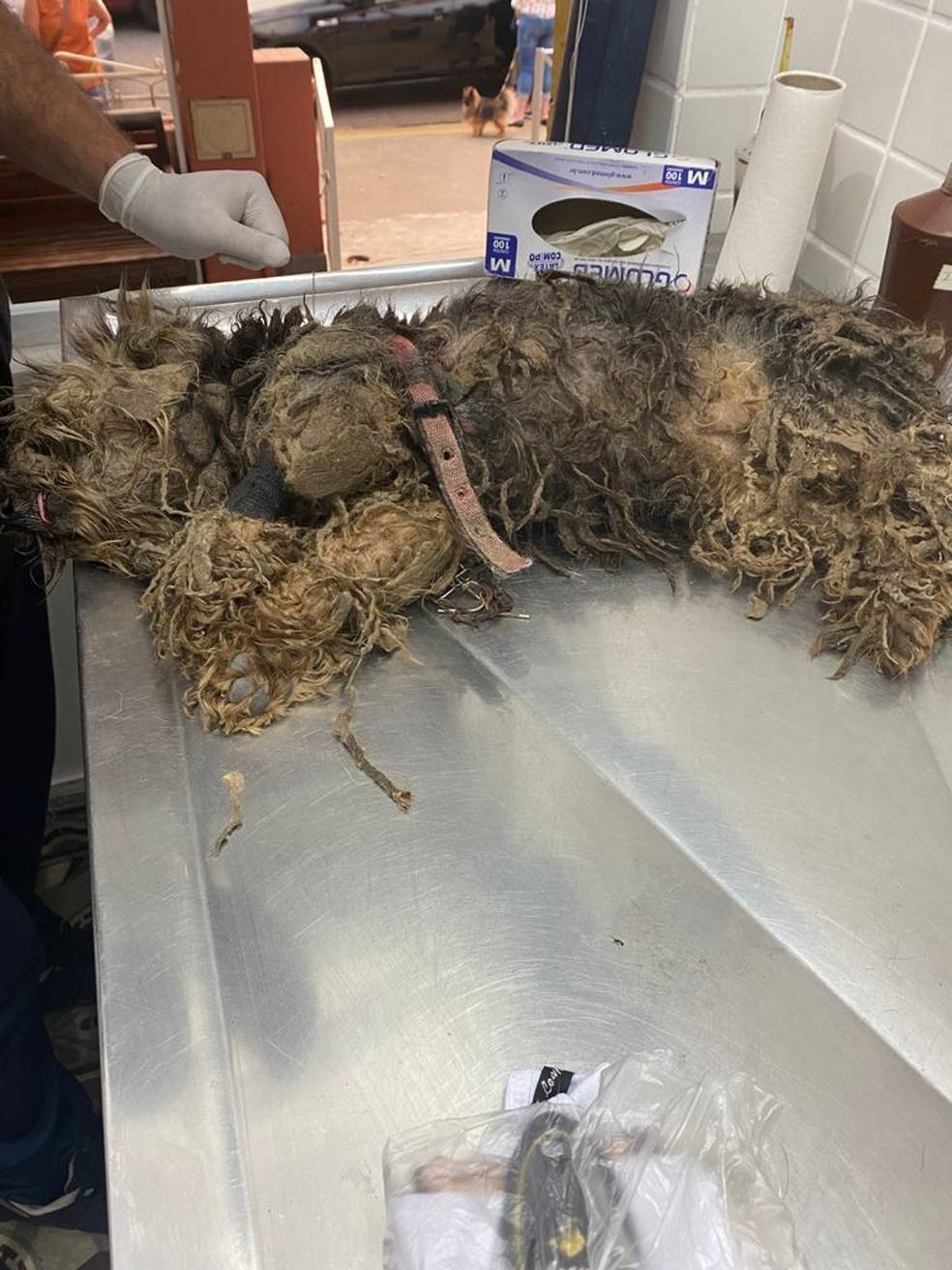 O antes e depois de Margarida, a cadelinha que tinha ‘cheiro de morte’