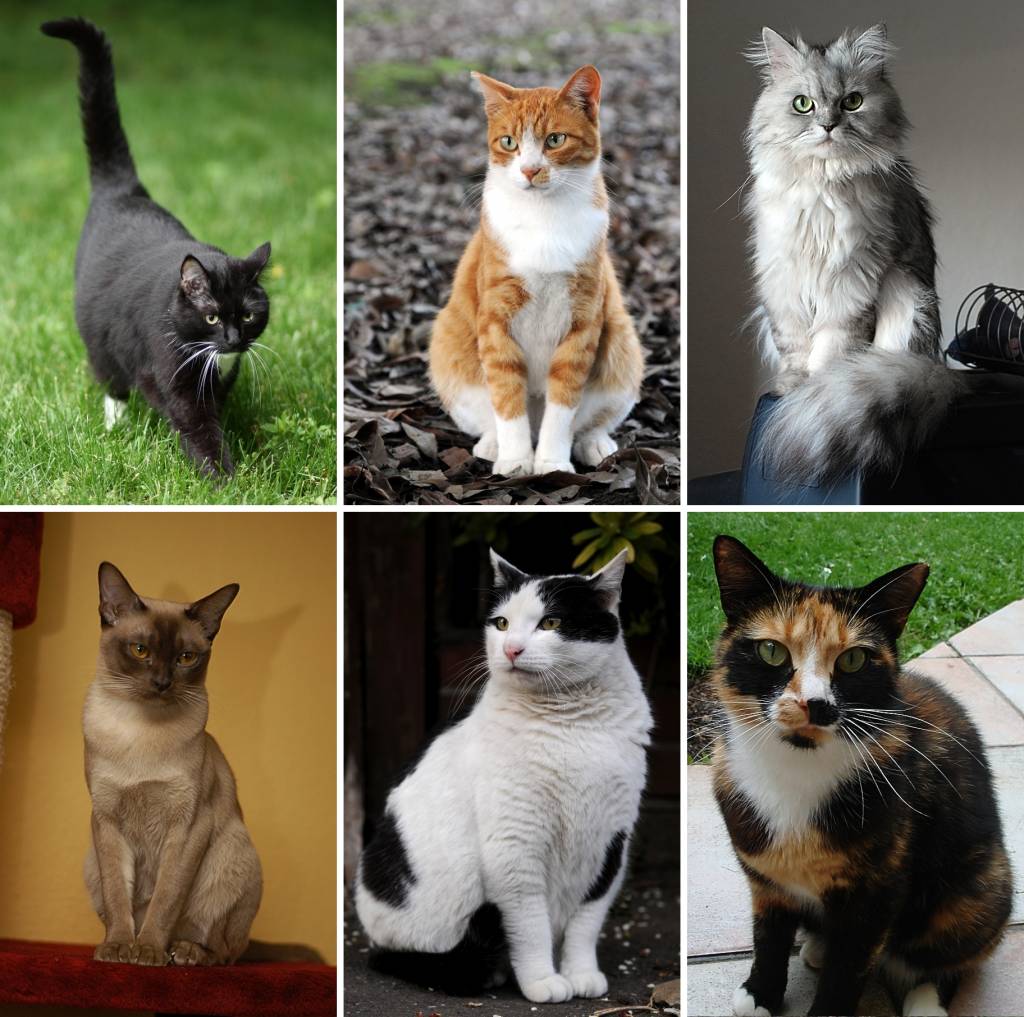 De decoração a meme: gatos ganham programação no Sesc 24 de Maio
