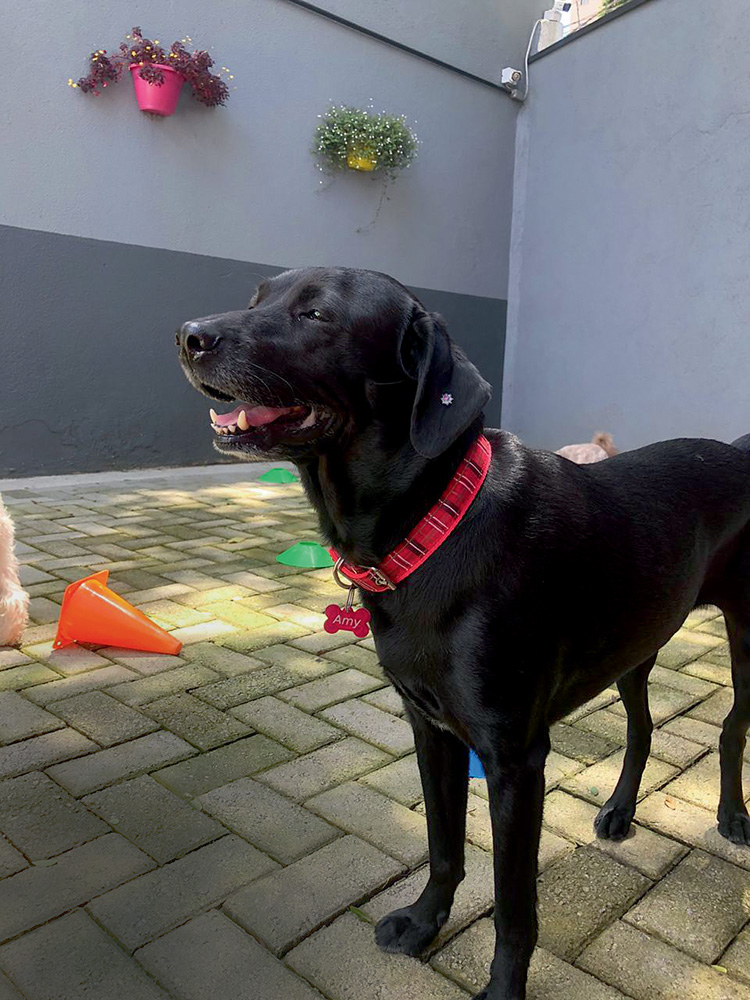 Como a alimentação natural pode melhorar a vida dos pets