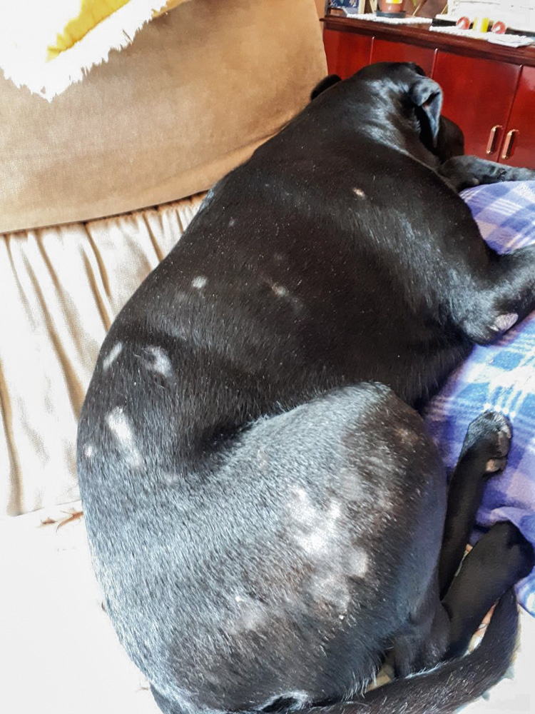alimentação pets 2 Uma cachorra (vira-lata com labrador) preta está deitada em um sofá. Em toda a parte dorsal dela, há falhas na pele, uma alergia que retira os pelos