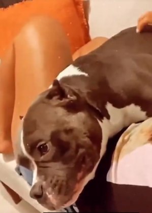 Imagem mostra cachorro deitado, de olhos abertos