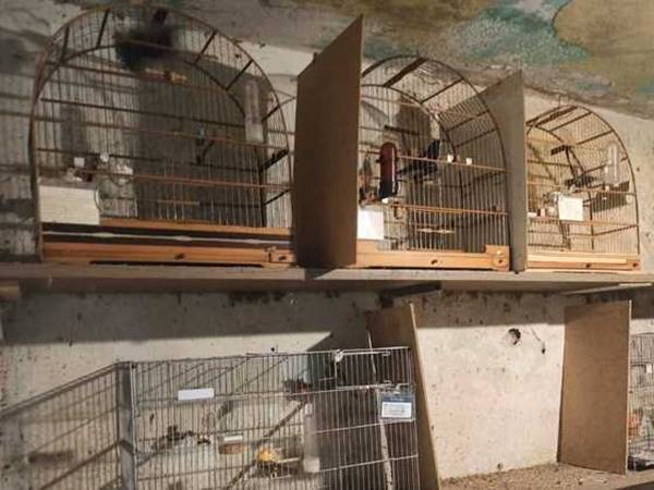 Casa na Zona Sul escondia 60 pássaros em situação de maus-tratos