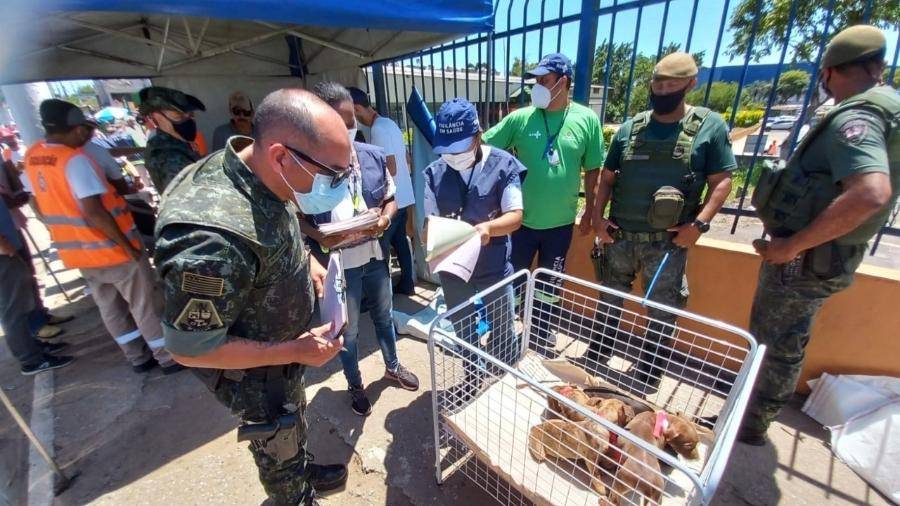 Mais de 50 animais são resgatados de feira clandestina na Zona Leste
