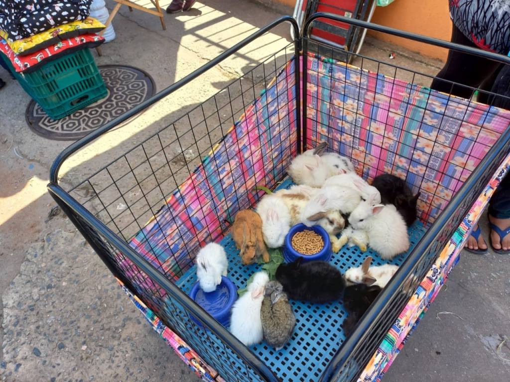 Animais resgatados de feira clandestina em Itaquera Animais resgatados de feira clandestina em Itaquera