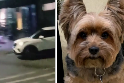 A imagem mostra duas fotos. À esquerda, um homem deitado no chão e um carro em movimento na rua. À direita, um cachorro da raça Yorkshire.