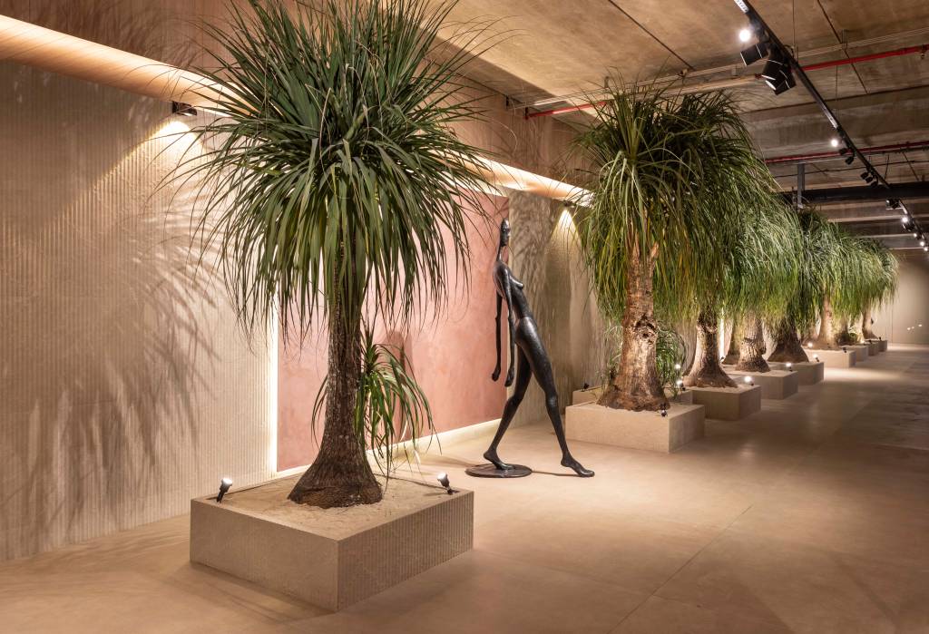 Pata-de-elefante: dicas e cuidados para cultivar a espécie dentro de casa