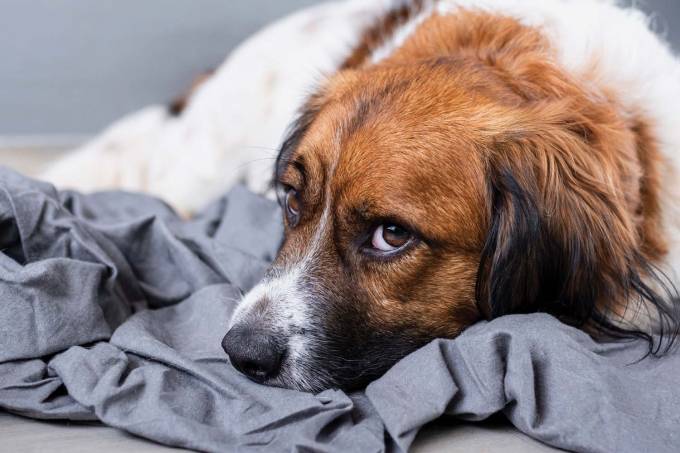 Sancionada lei que obriga condomínio a denunciar maus-tratos a animais