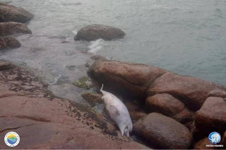 Carcaça de boto-cinza é localizada na praia do Tenório, em Ubatuba