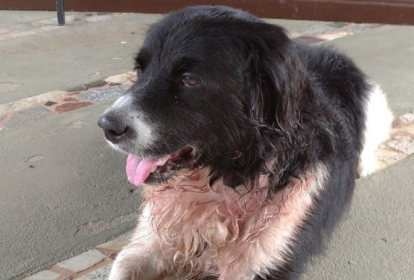 Imagem mostra cachorro preto e branco, sujo de sangue, deitado.