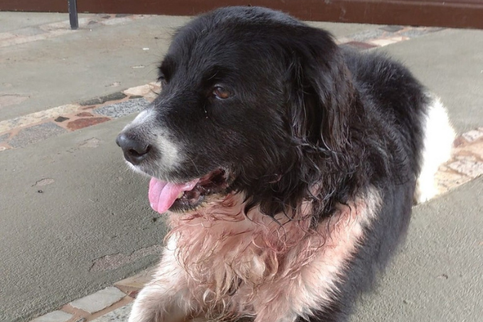 Cachorro é baleado ao salvar dona de assalto em casa