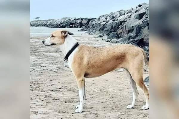 Cachorra escapa de caixa da GOL e desaparece no Aeroporto de Guarulhos