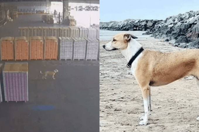 Duas imagens. À esquerda, imagem mostra terminal com diversas caixas e um cachorro correndo. À direita, um cachorro bege e branco de perfil em praia.