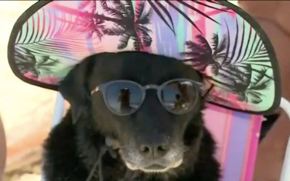 Cachorra de óculos e chapéu aparece em entrevista e vira 1º meme de 2022