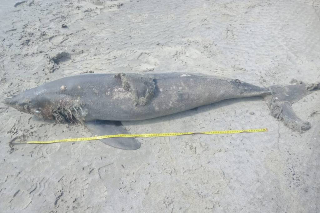 Tubarão-golfinho é encontrado morto em praia do litoral norte