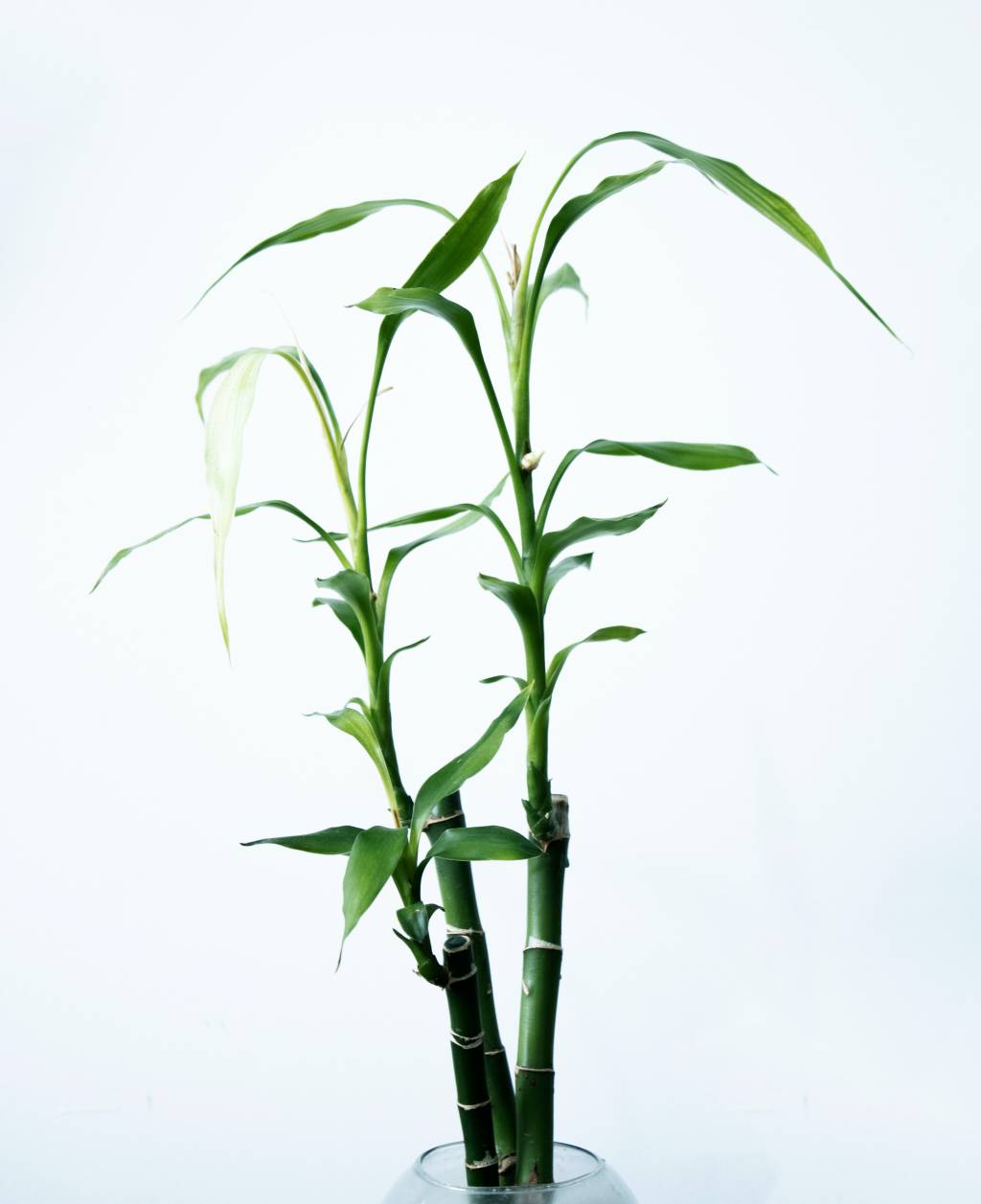 bambu-da-sorte Plantas da sorte: 7 espécies para trazer dinheiro e prosperidade