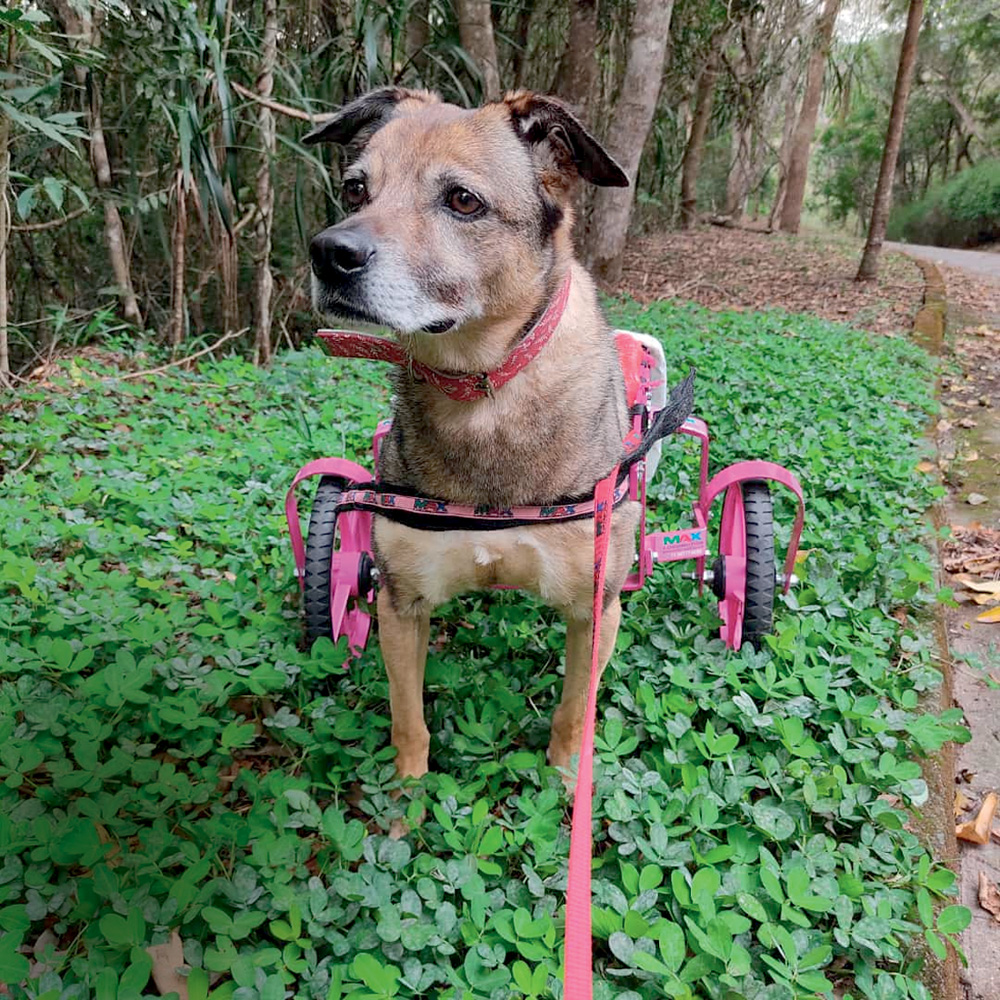 Projeto – Cãodeirante (Divulgação) (1) Cão de pelos amarronzados com rodinhas traseiras rosa em gramado.