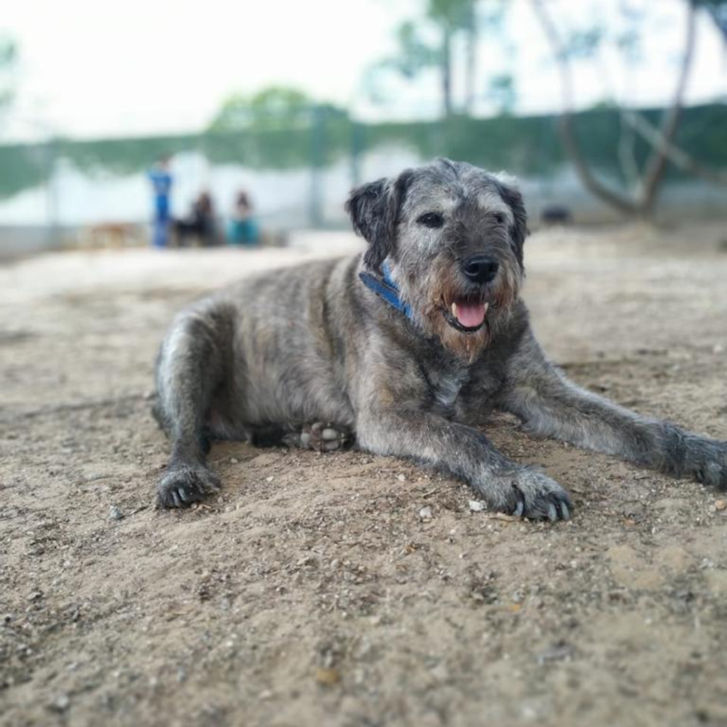 Projeto – Cãodeirante (Divulgação) (1) Cachorro de pelo cinza aparece deitado em área aberta.