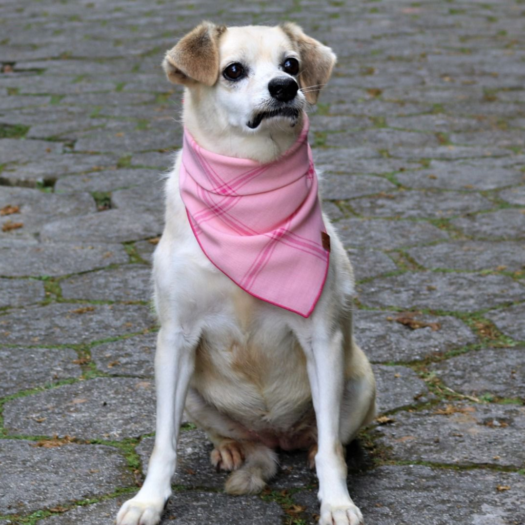 Projeto – Cãodeirante (Divulgação) (10) Cachorro de pelos brancos aparece sentado com lenço rosa no pescoço.